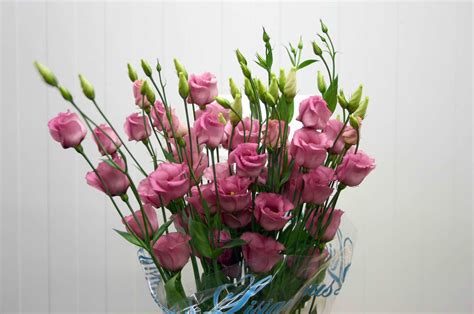 La rosa senza spine in tv! Wedding Planner Low Cost: Addobbi e fiori