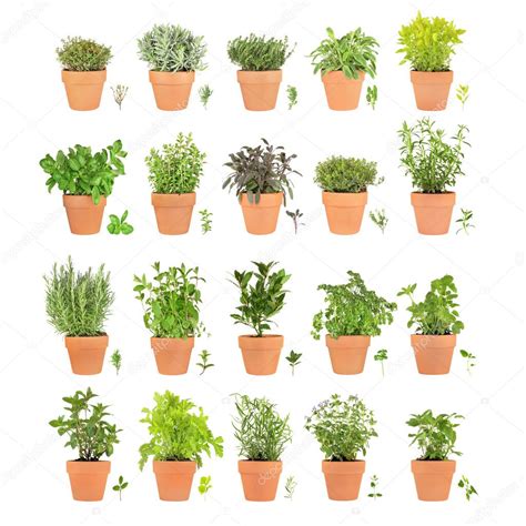Twenty Herbs In Pots With Leaf Sprigs Stock Photo By ©marilyna 2082400