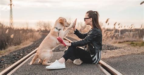 What Makes The Connection Between Humans And Dogs So Special Science
