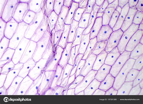 Pictures Of Skin Cells Under A Microscope Micropedia