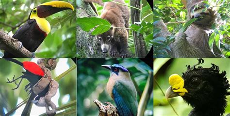 6 Emblematic Animals Of Costa Rica Some Of The Greatest Biodiversity