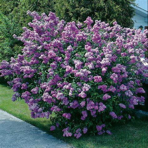 Lilac bush (catalogue number : Common Purple Lilac - Prairie Rose Greenhouse & Nursery