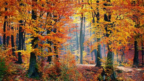 Free Autumn Woods Chromebook Wallpaper Ready For Download