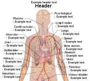 Media in category male human anatomy. Human Body Diagram And Label - Human Anatomy