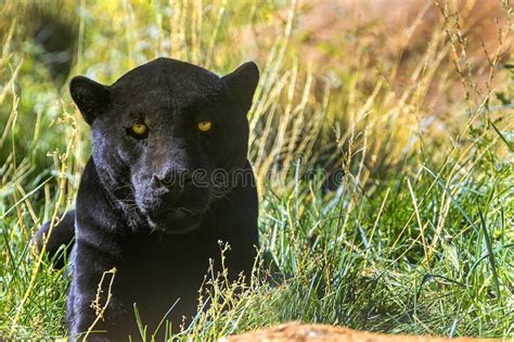 En cuanto a los gráficos, son en 2d y están inspirados en la mitología. 2,225 Giaguaro Nero Foto - Foto Stock Gratis e Royalty-Free da Dreamstime