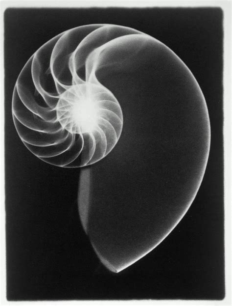 X Ray Of Nautilus Shell Bandw By Peter Dazeley