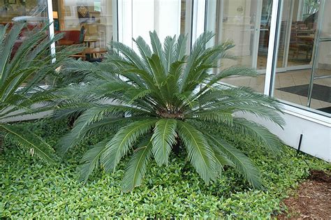 Thriving well in harsh environments such as the freshwater swampy area, the sago palm is also. Japanese Sago Palm (Cycas revoluta) in Houston, Texas (TX ...