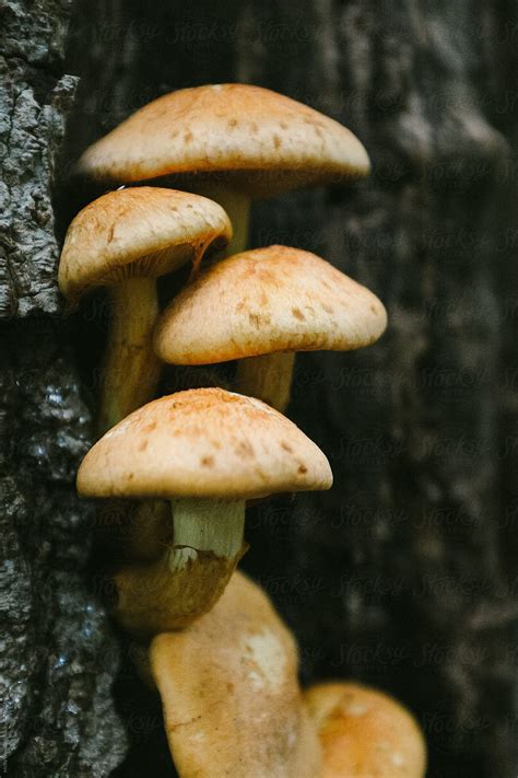 Wild Big Laughing Gym Mushrooms Growing On A Tree Stump In A Forest By