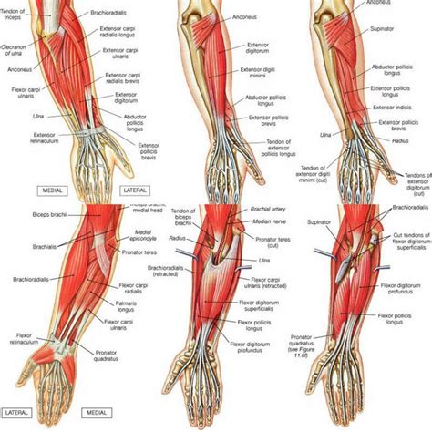 Wrist Flexors Muscles Snphysio Flexors And Extensors Of The Forearm Muscles Forearm Muscles