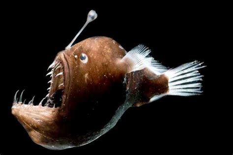These 13 Deep Sea Scary Creatures Might Give You Nightmares