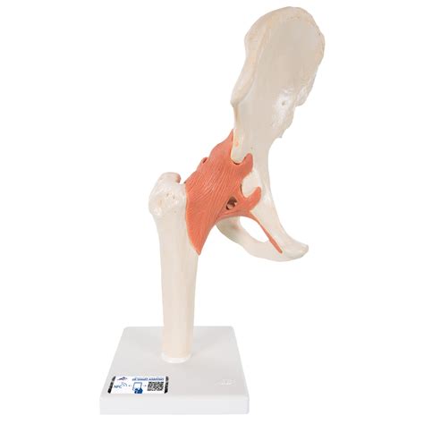 Educational Model Human Hip Joint Model With Ligaments Suitable For