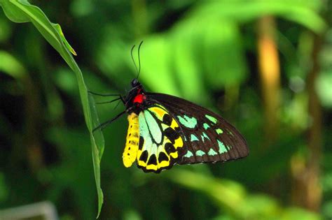 With their technology, different benefits and challenges, we have enhanced our working environment. Australian Butterfly Sanctuary - Australian Tourist ...