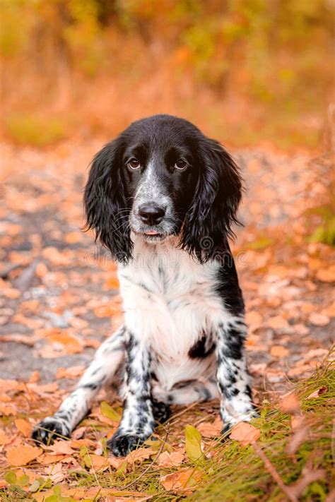 Spaniel Hunting For A Walk In The Fall Dog On A Walk In Autumn Autumn