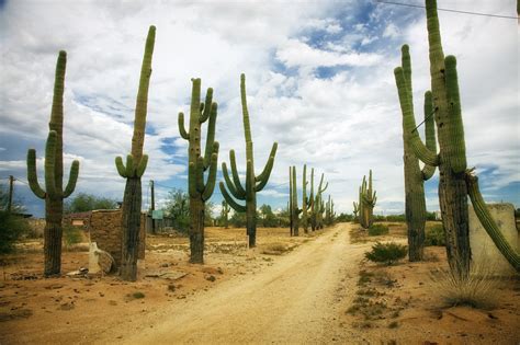 Desert Catus Cacti Rarizona