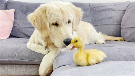 Golden Retriever Puppy Meets Tiny Duckling For The First Time Youtube