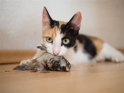 Cats Kill Two Billion Animals In Australia Each Year Birdguides