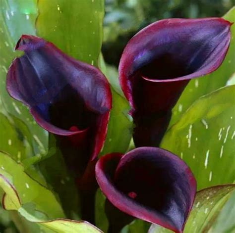 Pcs Dark Purple Calla Lily Seeds Zantedeschia Aethiopica Flower Plant