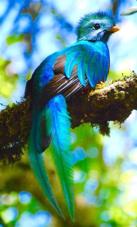 quetzal birds beautiful birds