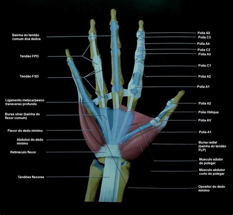 Referências Radiológicas Polias Dos Dedos