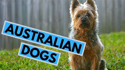 Top 10 Australian Dog Breeds Youtube