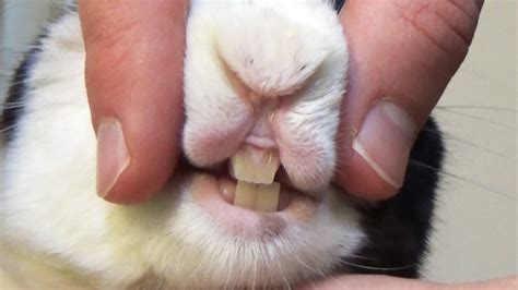 Rabbit Shows Off His Teeth And Birthmark Youtube