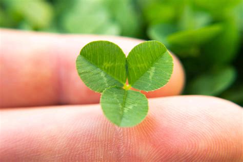 How To Plant A Clover Lawn