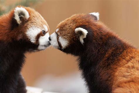 17 Kissing Animals Prove That Kisses Arent Just For People