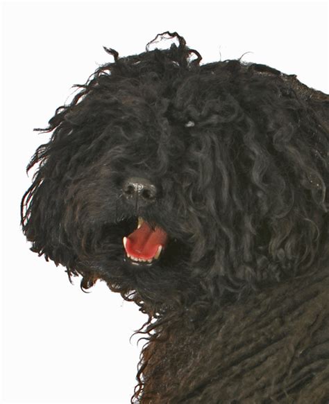 Particularly intelligent, he fetches pairs of shoes, his leash. Hungarian Puli dog breed information | Noah's Dogs