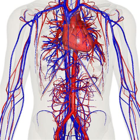 Blood Vasculature Human Medical Science Navigator