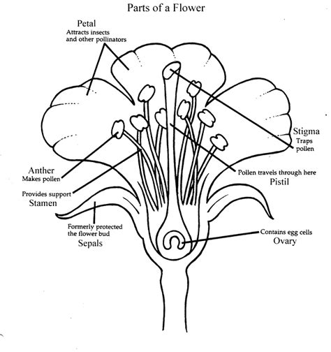 They protrude from the flower and have fuzzy tips. B6CB Resources Page: Plants