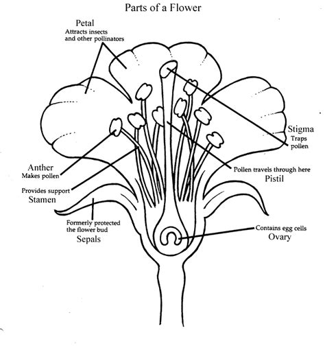 Gynoecium, the female reproductive whorl of flower, consists of carpels (= megasporophylls). B6CB Resources Page: Plants