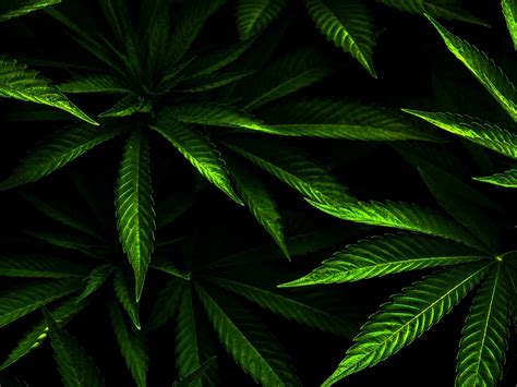 Aesthetic Cannabis Wallpapers Wallpaper Cave