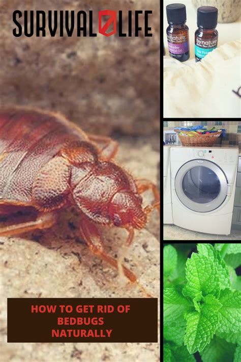 How To Get Rid Of Bed Bugs Naturally Survival Life