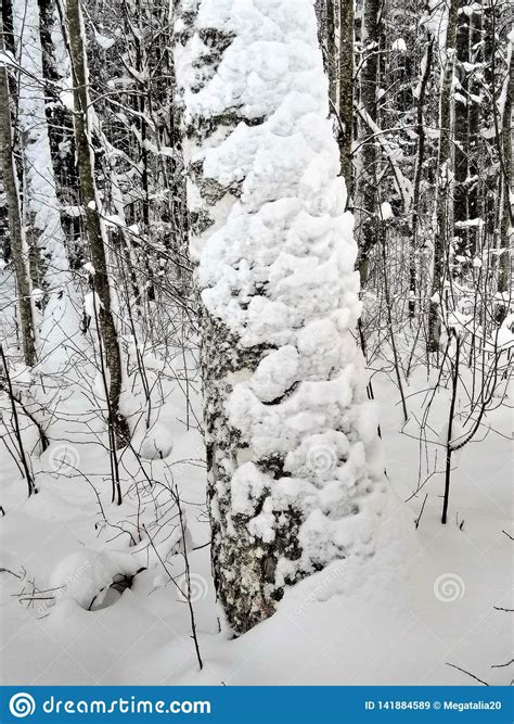 View Of A Snowy Birch Tree In A Winter Forest Stock Image Image Of