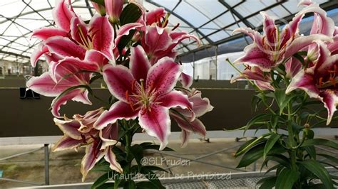 Plantfiles Pictures Dwarf Oriental Lily Star Romance 1 By Daylilyslp