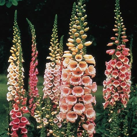 Foxgloves Flowers In Pots Foxgloves Surface Sow The Seeds By