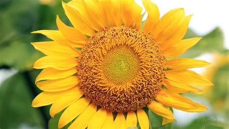 Unduh gratis berbagai kategori gambar bunga & alam menakjubkan. Baru 30++ Bunga Matahari Wallpaper - Galeri Bunga HD