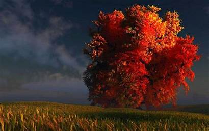 Fall Tree Trees Wallpapers Driverlayer Engine Wallpapercave