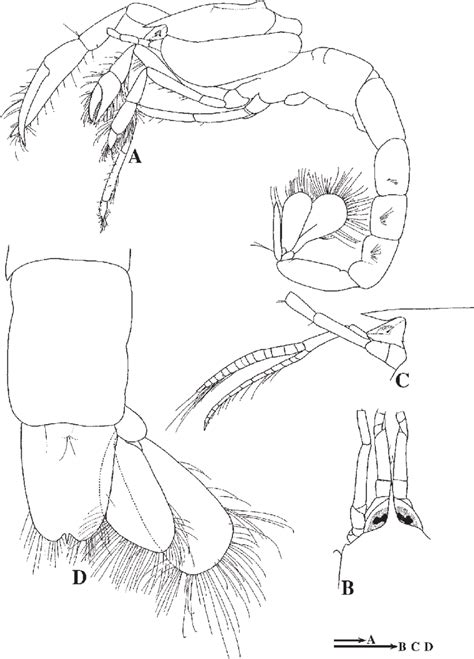Lipkecallianassa Abyssa Sp Nov A D Pmbc 15391 Holotype Male