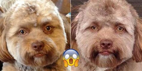 Theres A Scientific Reason Why People Think This Dog Looks Human
