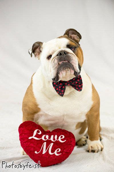 A Valentine Bulldog Bulldog Funny Bulldog Lover Bulldog Puppies