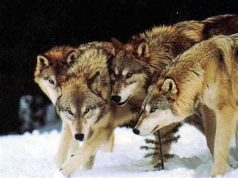 Wolf Pack Best Animals
