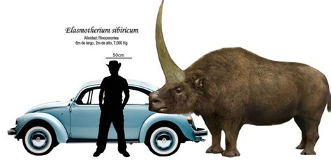 Скелет эласмотерия (elasmotherium sibiricum ). Palaeos, la historia de la Vida en la Tierra: Titanes ...