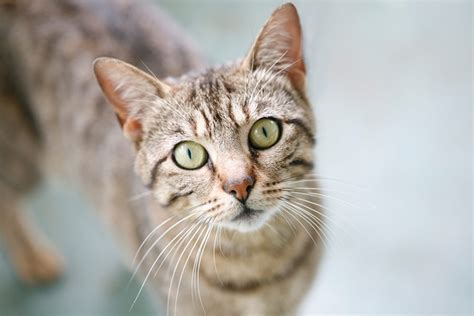The Origins And History Of The Tabby Cat All About Cats