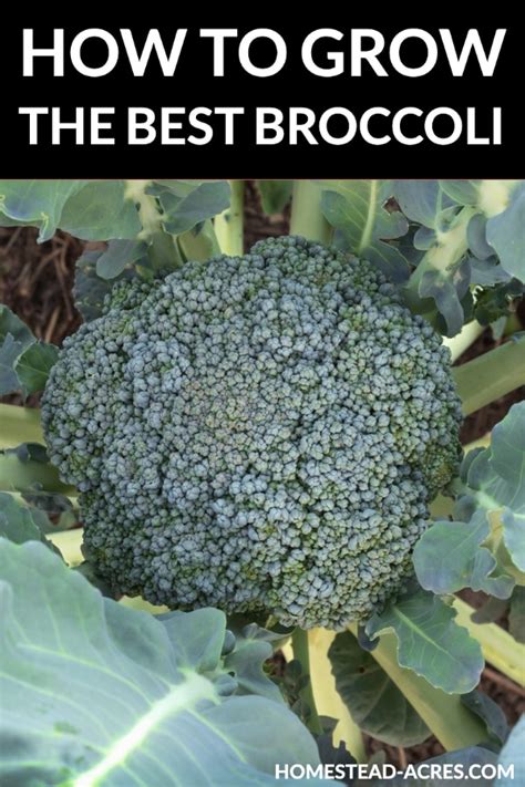 How To Grow Broccoli Grow The Best Broccoli Plants Homestead Acres