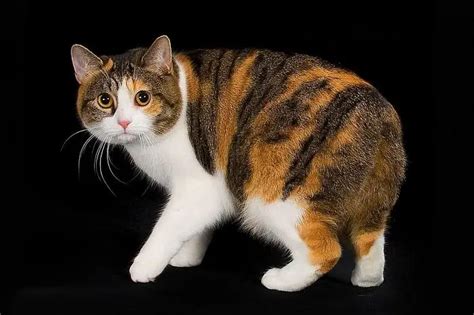 Manx Cat Purrfect Cat Breeds