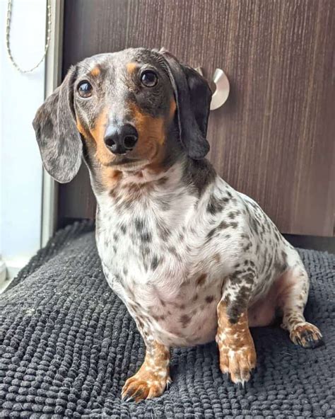 Dapple Dachshund Facts Patterns Pictures Faqs And More
