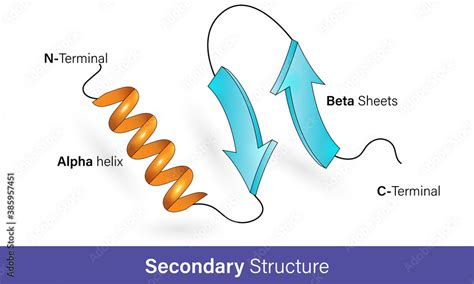 Protein Secondary Structure Alpha Helix And Beta Sheet