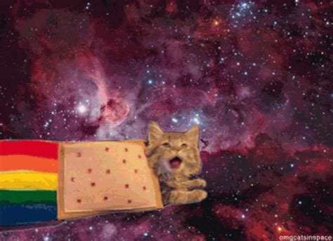 Space Cat Gif Space Cat Discover Share Gifs