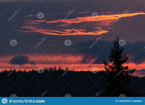 Sky In The Woods During The Sunset Stock Image Image Of Foggy Hour